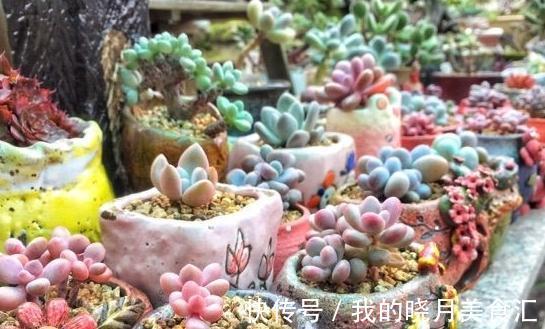 为什么你的多肉桃蛋总也养不圆,原来还有这些你忽略掉的原因