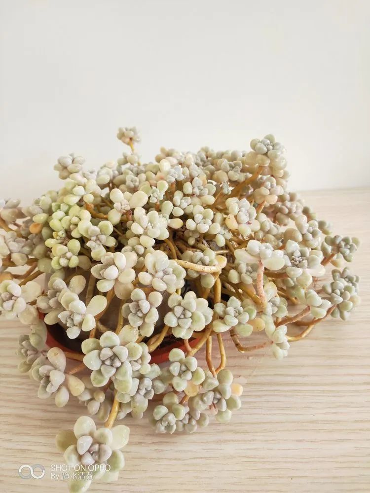 状态一般的多肉们,在我这儿已经是最美的存在了!