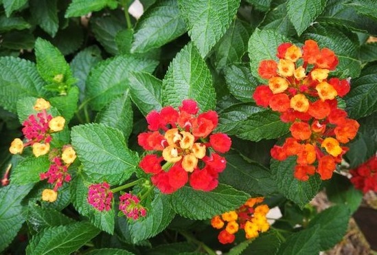 这些花卉室内不能养殖，看看你们家里有没有他的踪迹