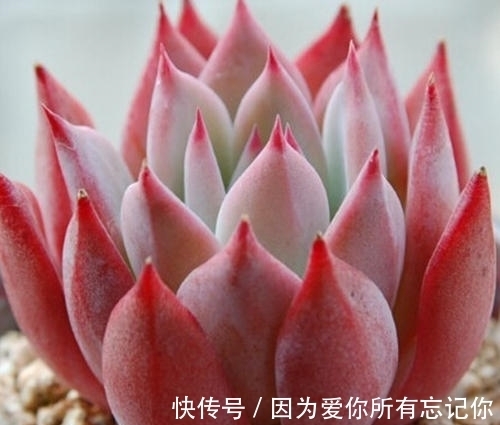 4种迷人多肉，光看一眼就沦陷了，谁见了都夸美，值得拥有！