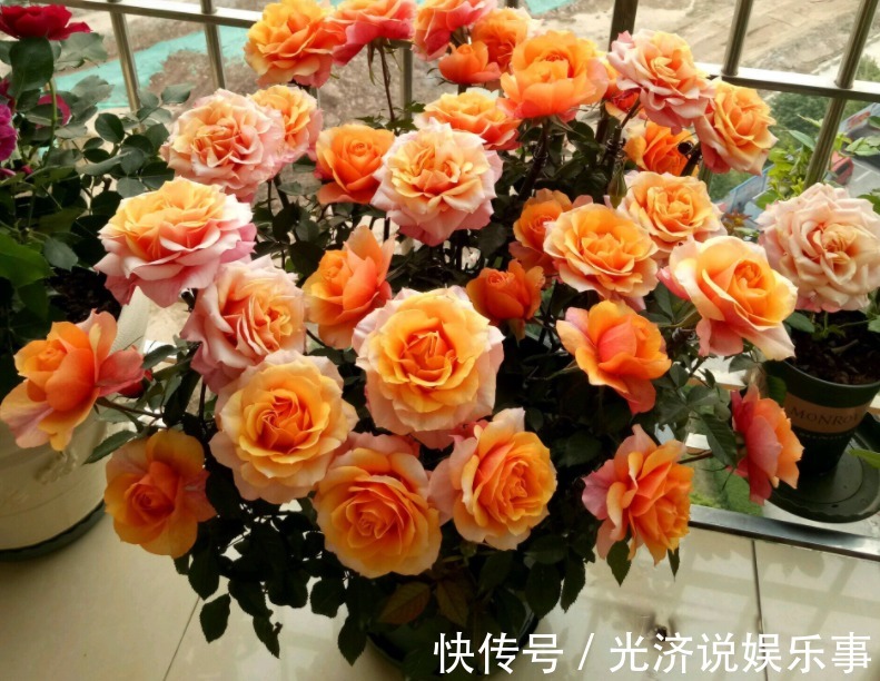 此款微型月季四季开,1次维持1个月,是开花机器里的“劳模”