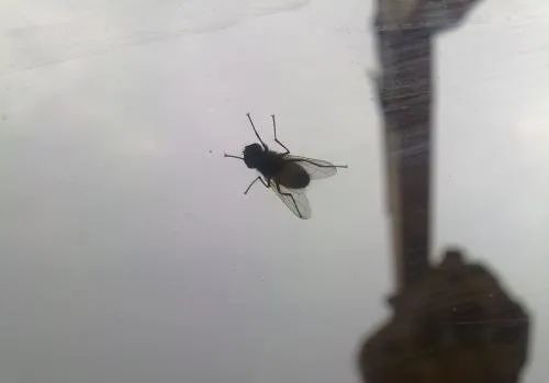 手上|切完肉,手上都是油!别用洗洁精了,聪明人用这个,更划算!