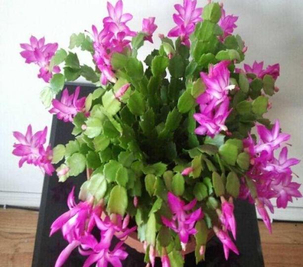 叶片|蟹爪兰叶片软趴趴怎么办从3方面对症处理,冬春花开爆满盆