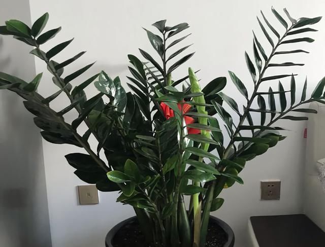 客厅4种“耐旱”花,30天不浇水,反而爆盆,枝粗叶绿适合懒人