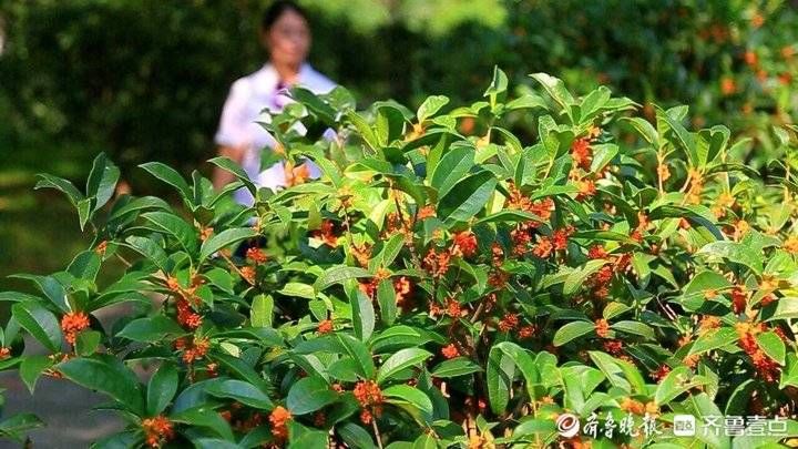 齐鲁壹点|中秋节最香的花丛！济南植物园丹桂丛花开香飘醉人