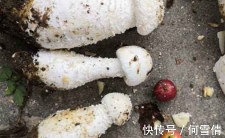 新手养花，不如养观赏精品：世界上最大的蘑菇有多大？