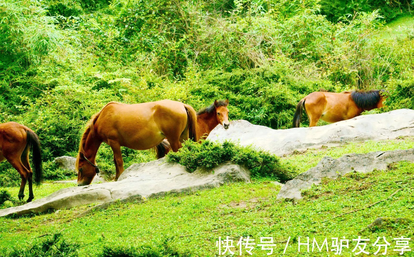 长假|小长假，朝天这个地方一定要去，植被茂盛，绿树成荫