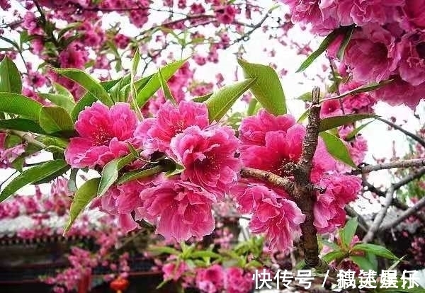 山寺$这3首著名的诗也曾备受质疑,是抬杠还是诗句确实有问题?