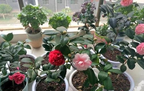 阳台养花，选用“创意花盆”，比摆放“百样花”还好看