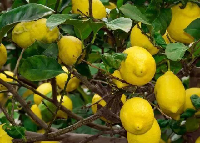 椰枣|立夏后，建议大家5种水果敞开吃，比抽烟喝酒强，营养极高