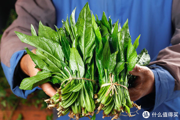 菜市场买菠菜，别管圆叶尖叶，切记“3不买”，回回挑到好菠菜