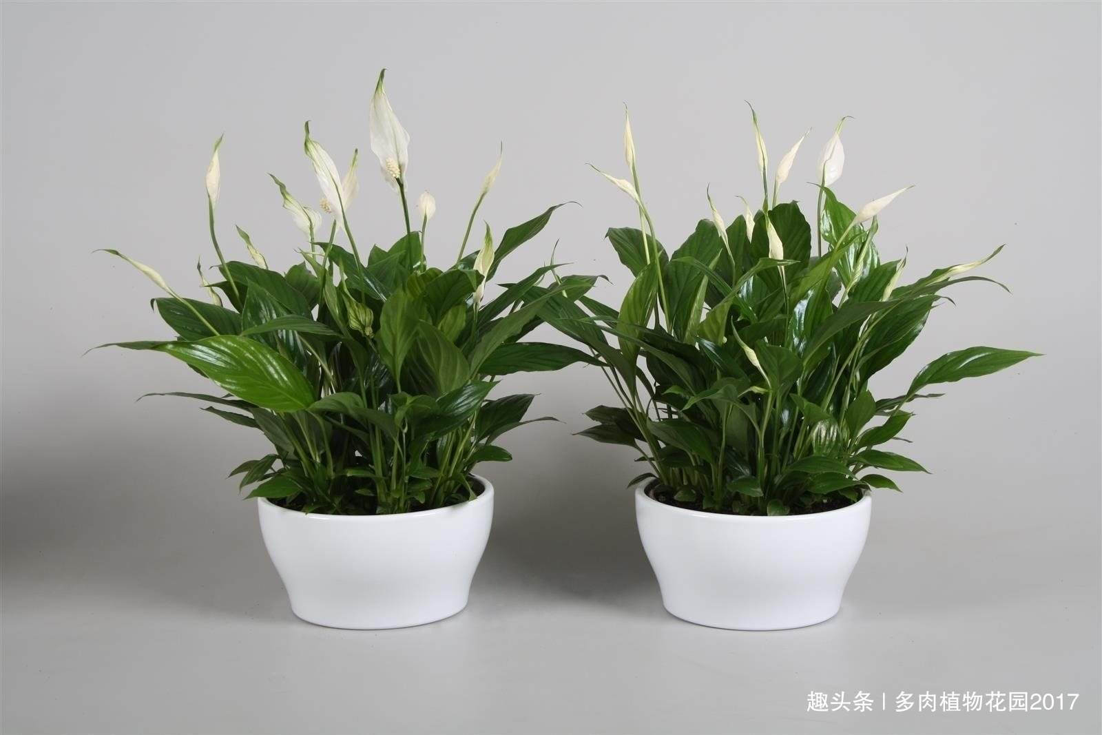 白掌花寓意一帆风顺，好养护，易管理，养一盆心情好