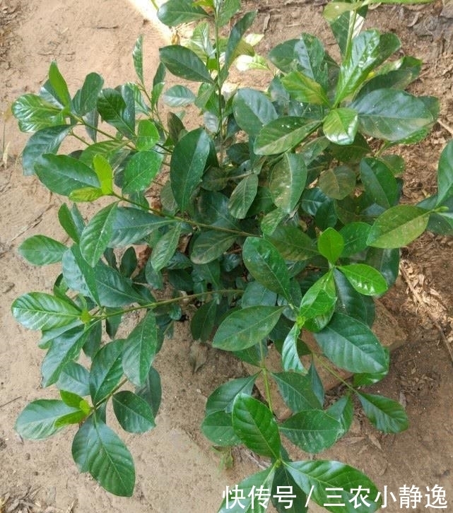 栀子花养了好几年就是不开花, 做足这两点, 年年都爆盆