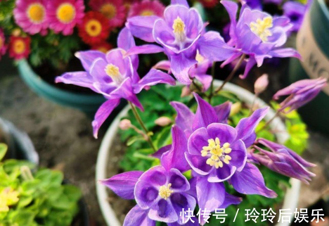 名字土掉渣,但开花洋气,这些花其实超美的