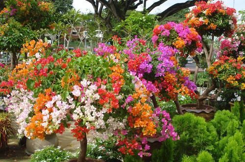  开花|三角梅开花最简单的方法，再笨的人也能学会