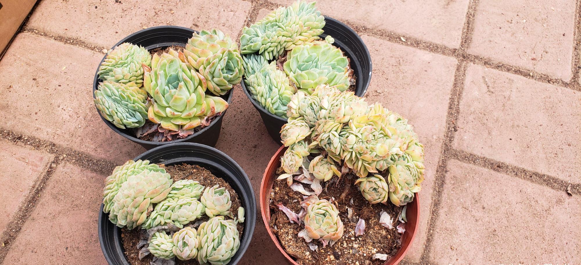 多肉缀化如何会爆盆,做好这几点,肉肉轻松爆盆没问题