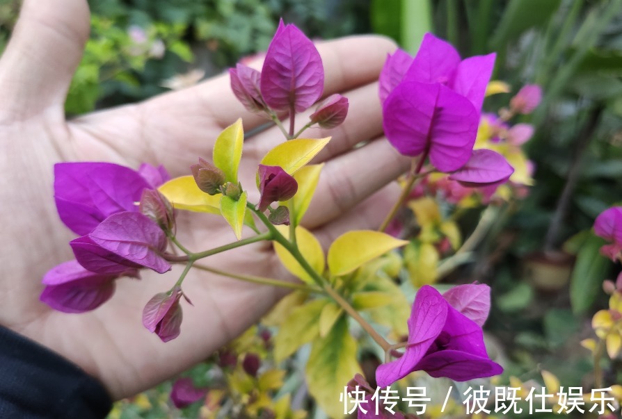 错肥|三角梅只长叶不开花,多数人是2点没做好,看看你符合哪一点