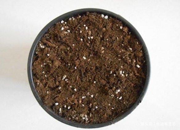 植株|此花，花似贝壳，人称”环保小高手“，养护有道，花开串串