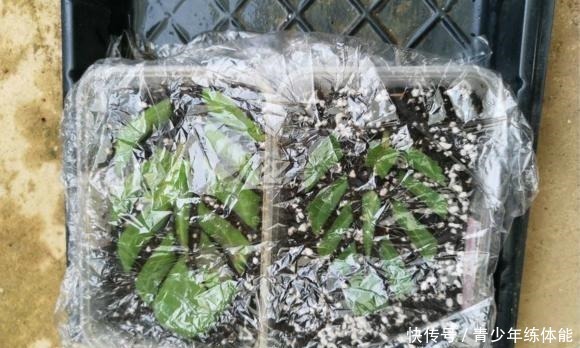 扦插|这种花“太顽强”,叶子“剪碎”插土里还能发芽,开花还非常漂亮!