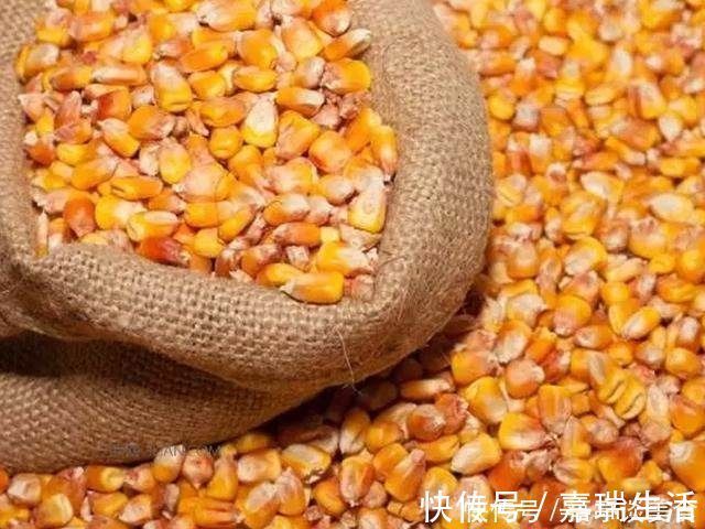 钓骨|玉米钓鱼有奇效老钓骨教你如何正确挂钩玉米钓大鱼