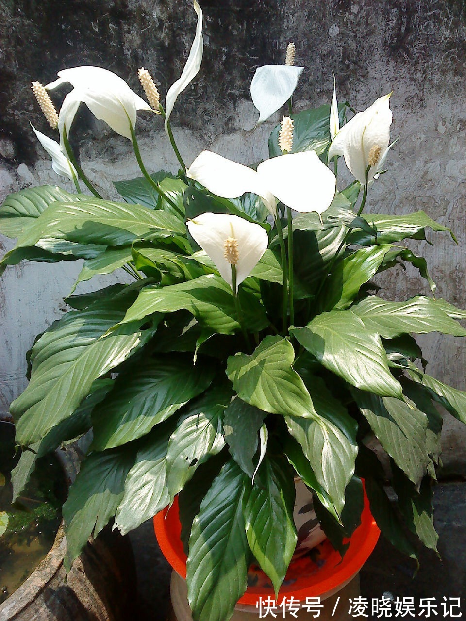 散尾葵|12种“健康花”,家里没太阳,照样长爆盆,贵气漂亮,旺家又养人