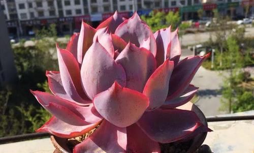 皮实|5种漂亮多肉,皮实又好养,虐一虐更漂亮,新手也会养!