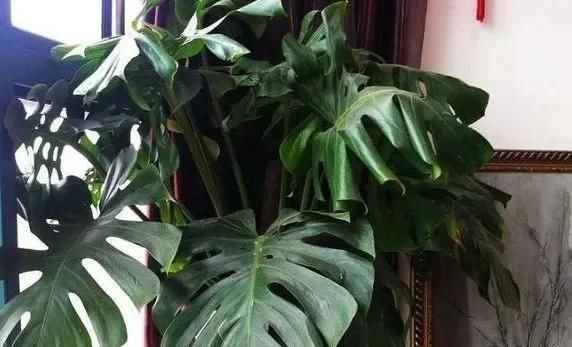 这3种“植物”哪怕再“贵”也要买,客厅养一盆,生活更健康