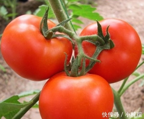 如何分辨西红柿是否有“激素”？教你一招，轻松避开