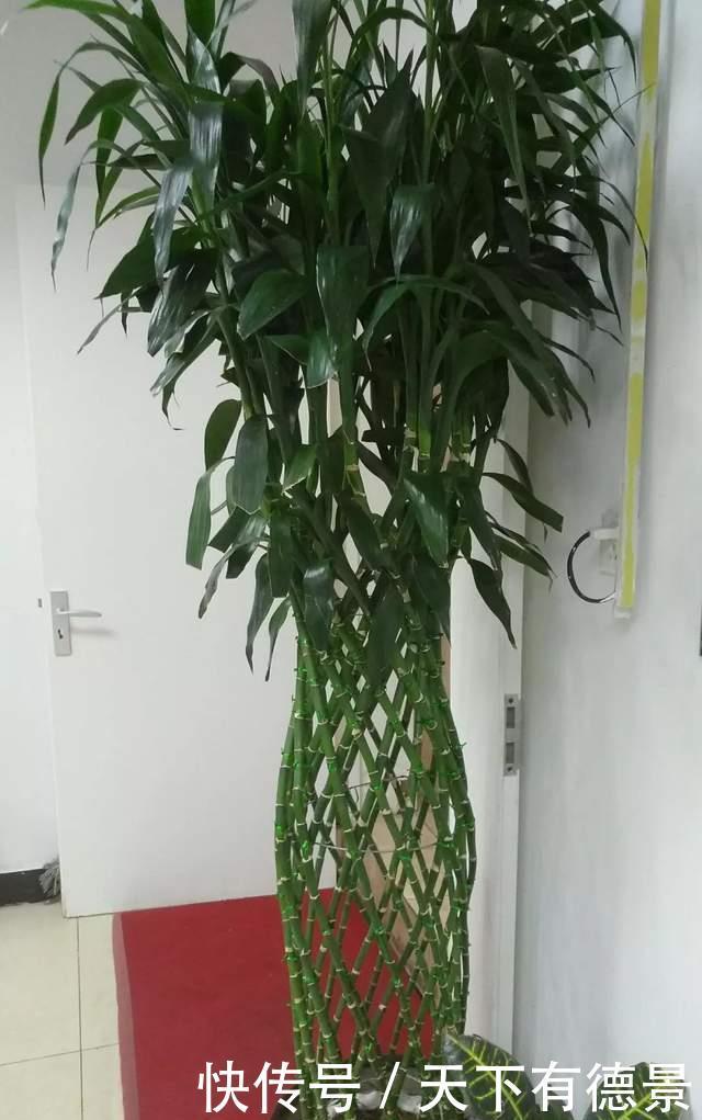 富贵竹|富贵竹黄叶黑杆,水里加点料,2周生根冒新叶!