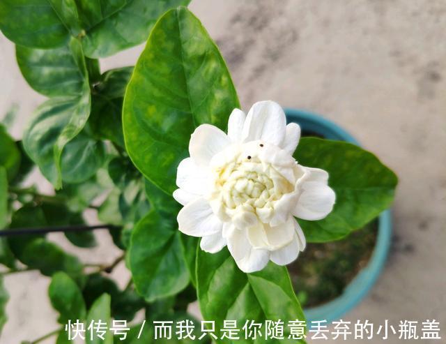 淘汰的茉莉花老桩不要丢，茉莉花老桩3个月的蜕变，光头变帅哥