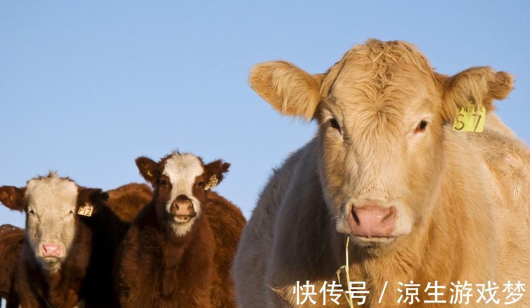 新生|犊牛腹泻的临床症状及防治,你了解多少,来这看看吧