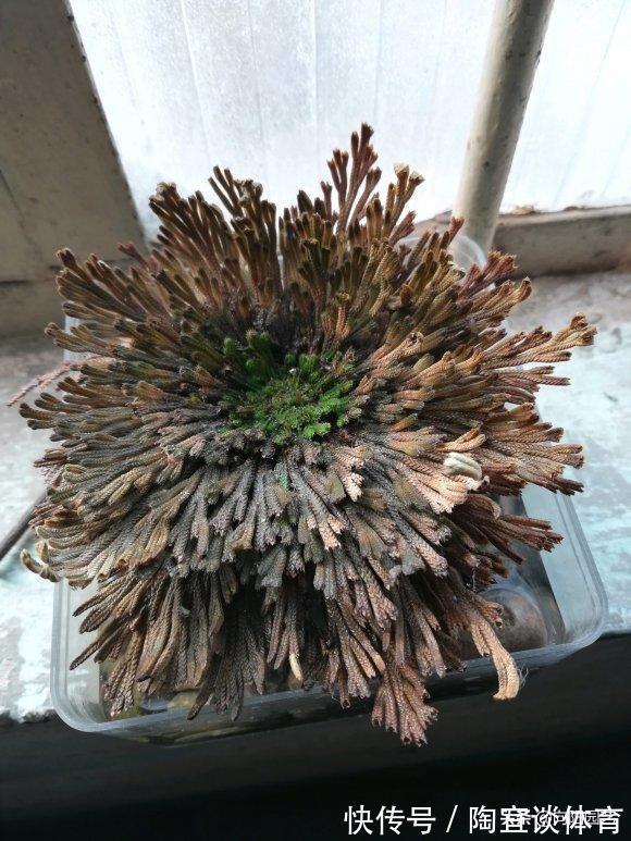 农村山上的“不死草”,生长在岩石上,很像杂草,殊不知很值钱