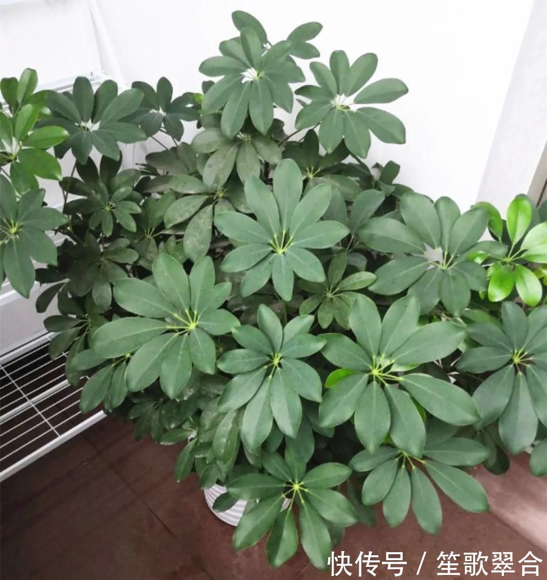 叶片|人养花,花也养人,家里养这10种花,越养越健康