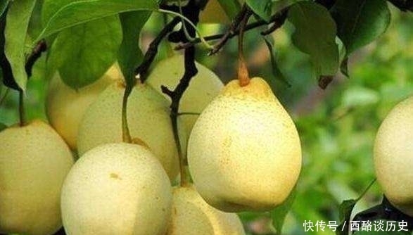 古人|俗语“男怕柿子女怕梨,母猪最怕西瓜皮”古人的智慧看完很受益!