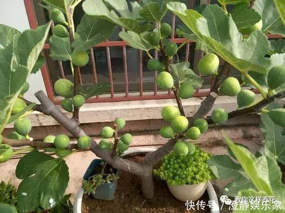 枝条|1个塑料瓶套在无花果枝条上，10天就生根，当年就结50多颗果