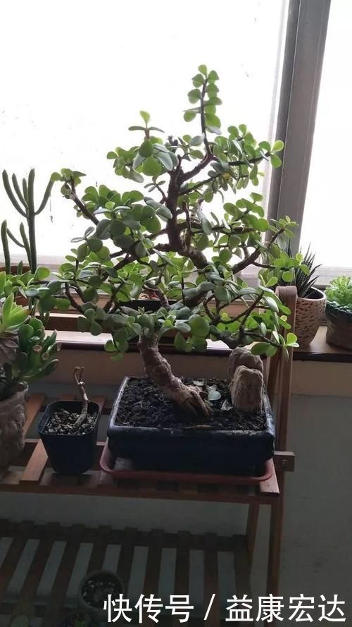 虎尾兰|客厅适合养的5种“耐旱花”,1个月不用浇水,反而爆盆!