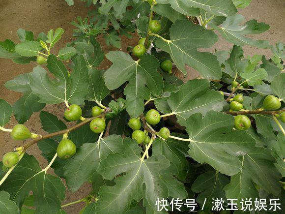 花友|这种水果枝条阳台一插，1年就挂果，果实太多压弯枝！