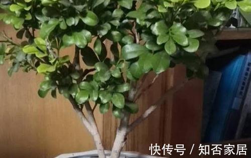 养花|米兰，出现落叶，黄叶，高手一般都从4点入手