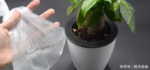 家里有养花的抓紧看看,学会这招,不烂根不生虫,花草越长越茂盛