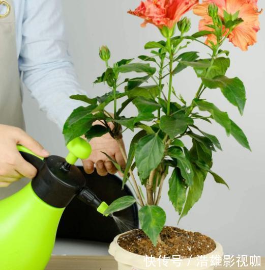 施肥|这些“老话”通俗易懂,能叫养花人少走弯路