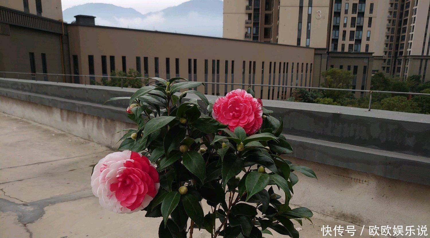 此花是中国传统名花,一树多色花,漂亮不输牡丹,北方也能养