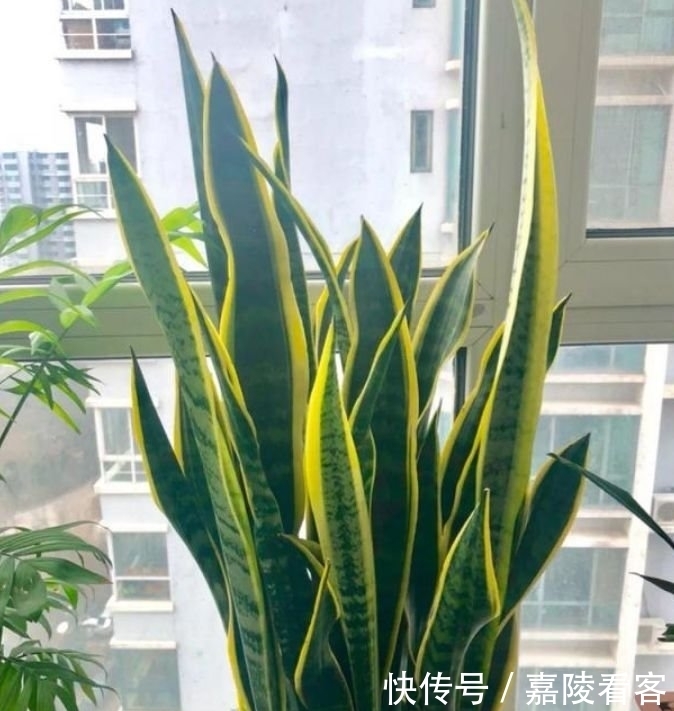 此花超漂亮,沾土就活,家里养一盆,招财又纳福!