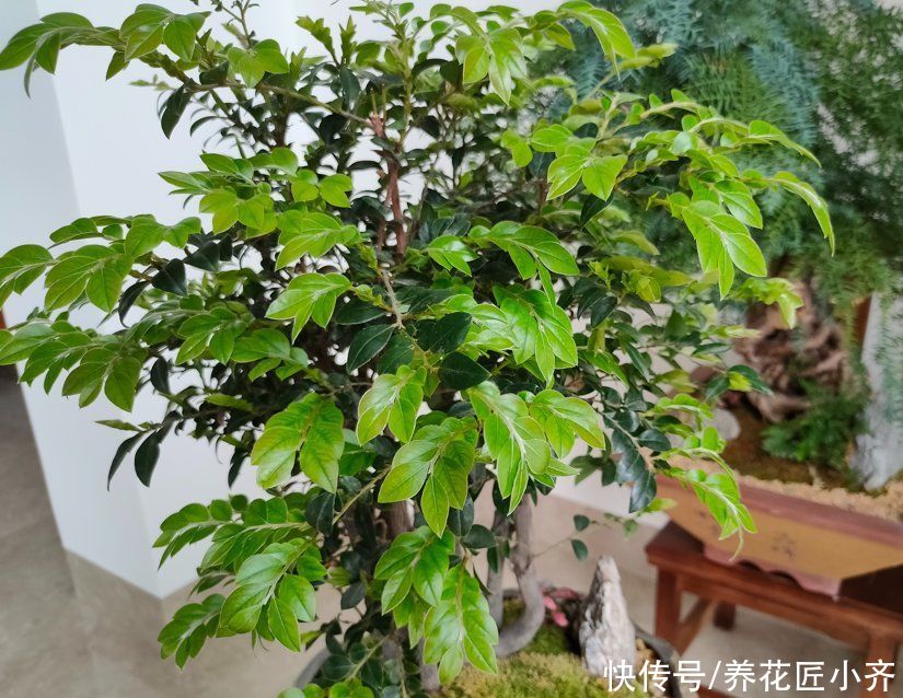 养花的4种虫害，打药都很难清除，如果遇到，用这些方法试试