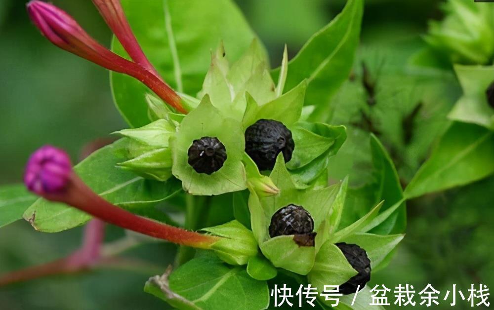 蕾丝|7种“香水花”，养一盆满屋生香，开花180天，好看又贵气