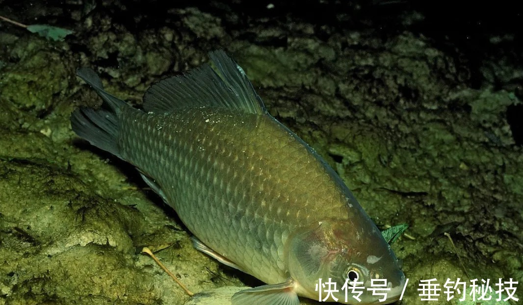 冬季钓鱼,做对这几个选择题,大板鲫越钓越多