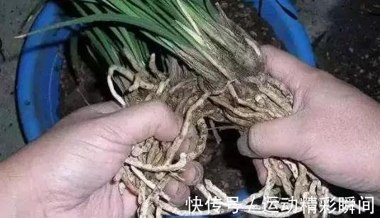 兰花不长，这样轻轻一掰，30天就爆盆