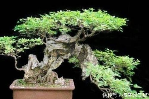 漂亮|怎样才能将山上常见的荆疙瘩做成漂亮的盆景?