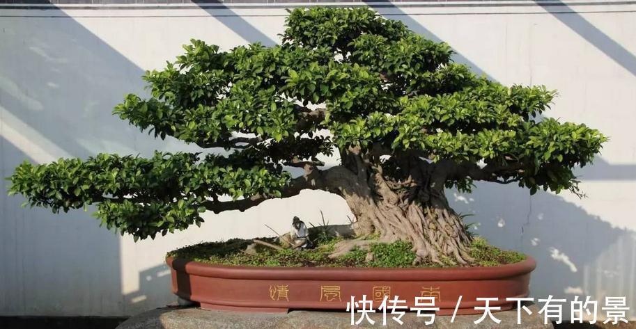 植物盆栽不能随便“瞎修剪”，把握住这些，株型才更有神韵