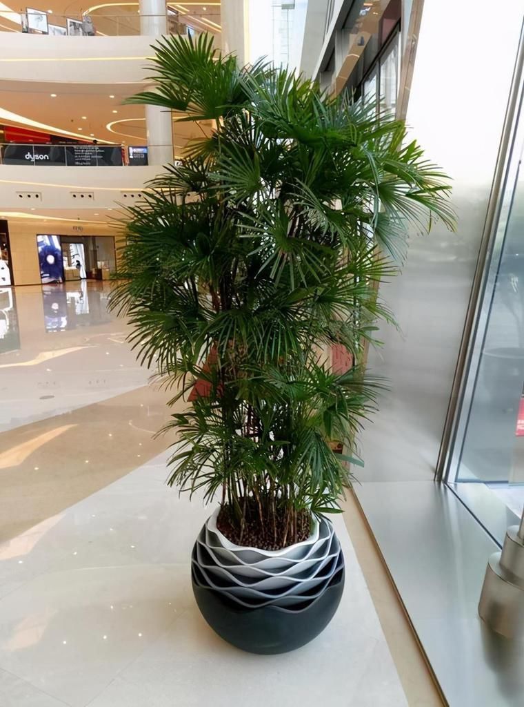 母株|分株繁殖是什么？这几种花卉适合分株繁殖，好生根开花多