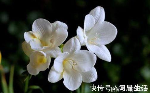 花期最长的4种花，一年四季开花，漂亮又芳香